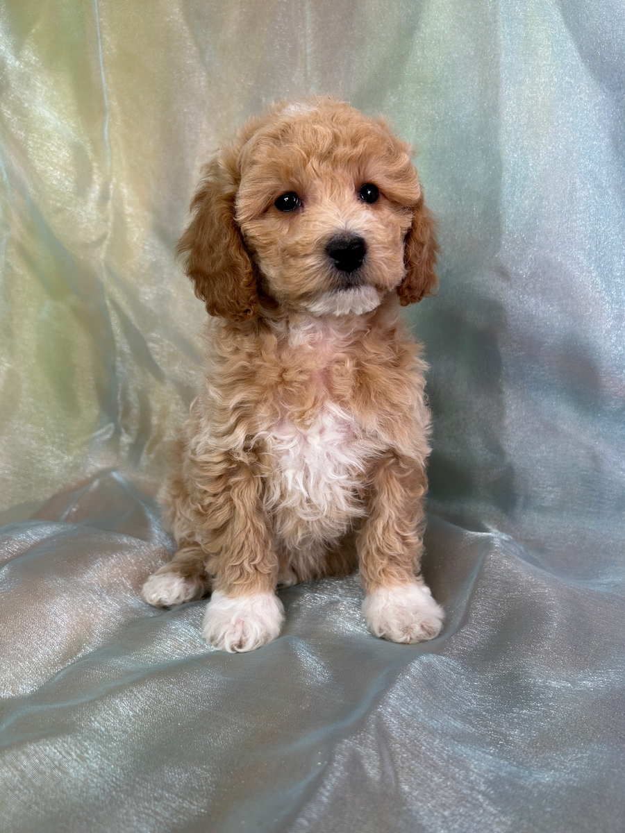 Female Bichon Poodle Puppy for Sale DOB 1-4-2026 $950
